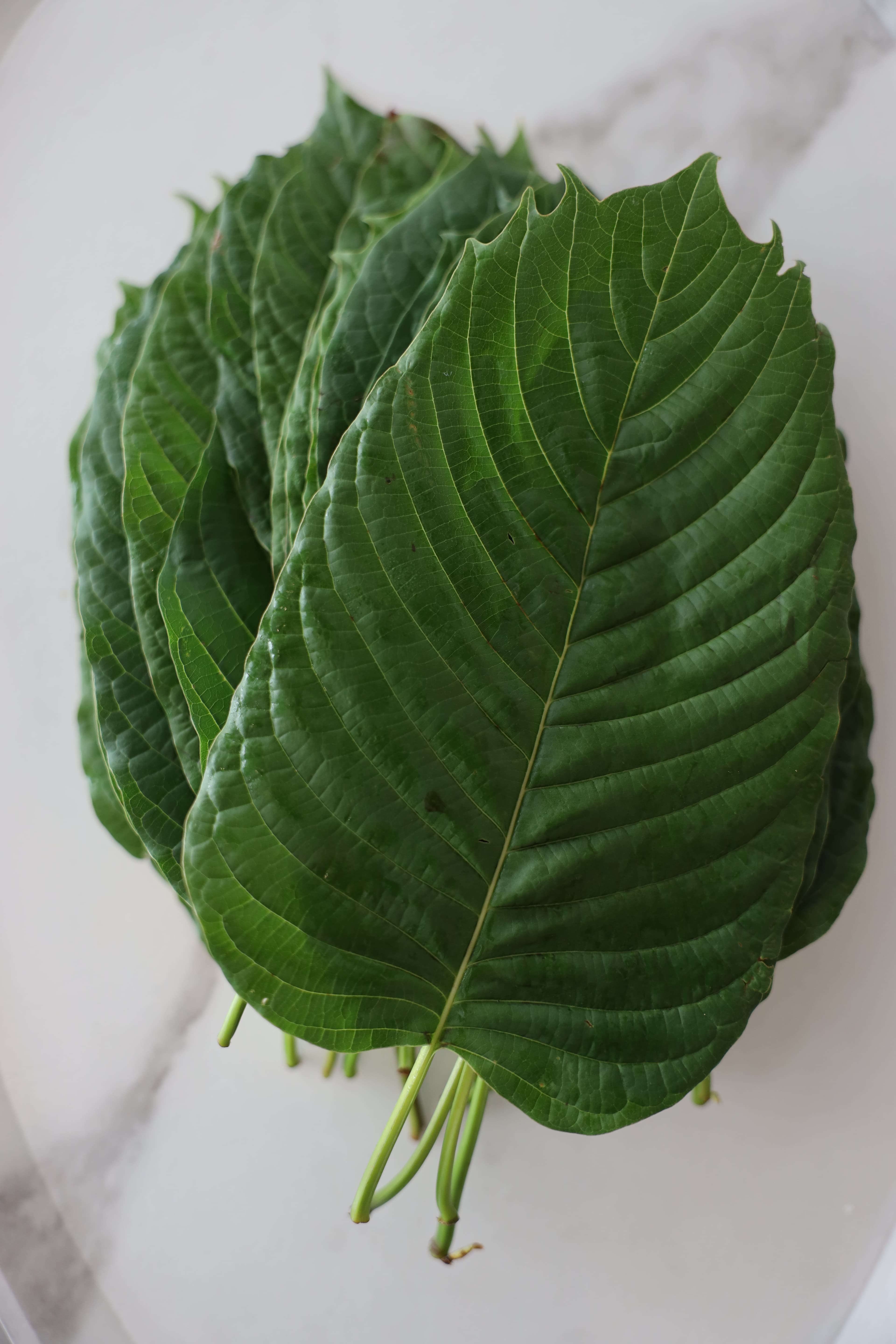 Fresh kratom leaves