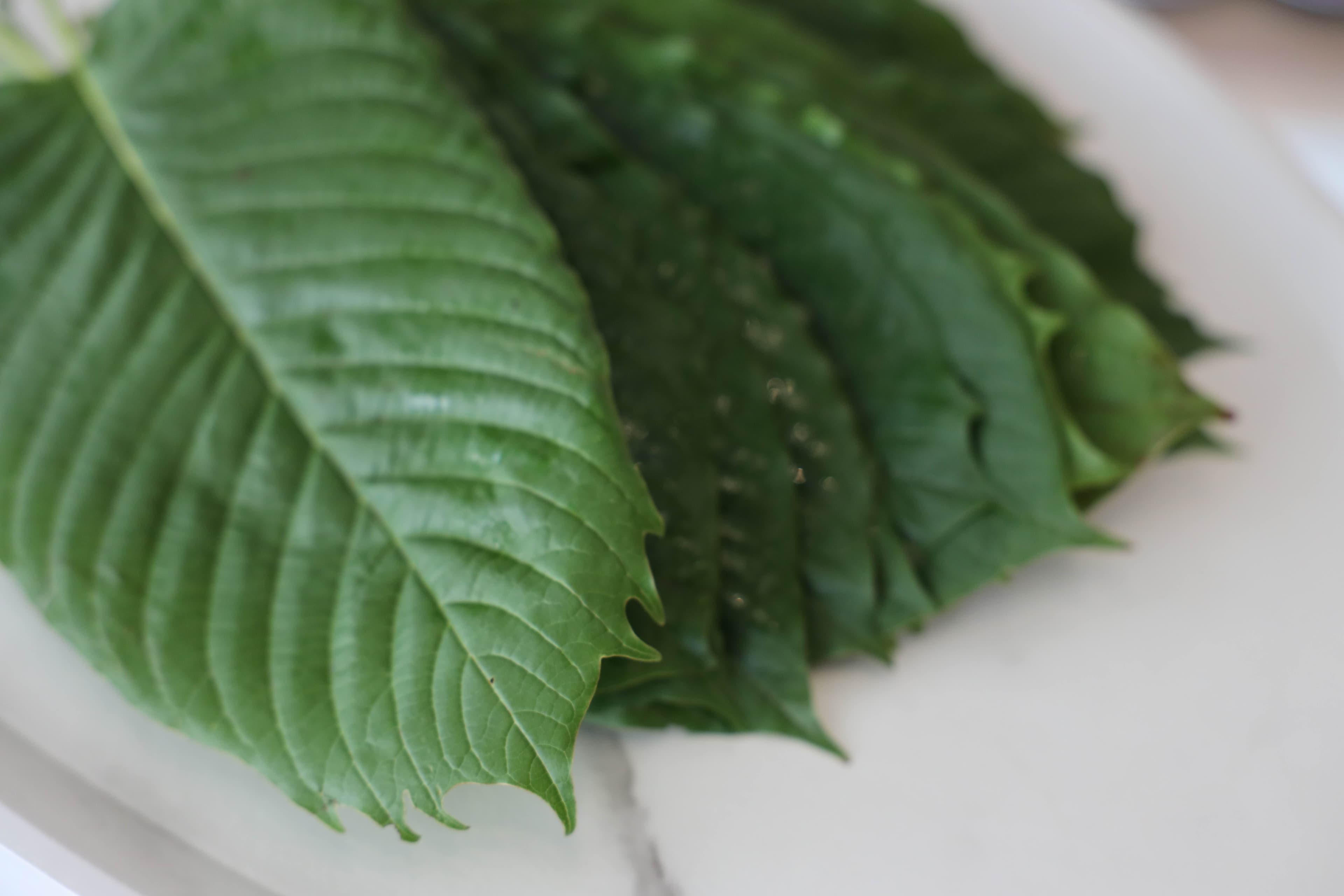 Fresh kratom leaves